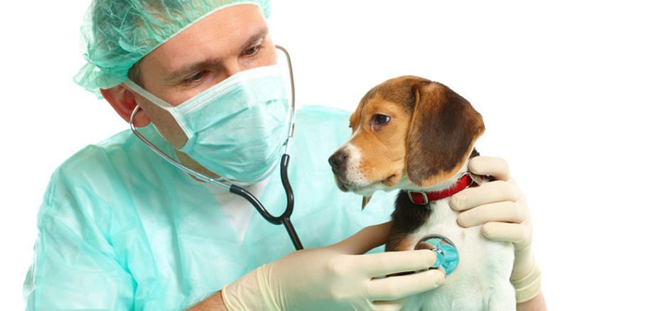 Vétérinaires, cliniques vétérinaires